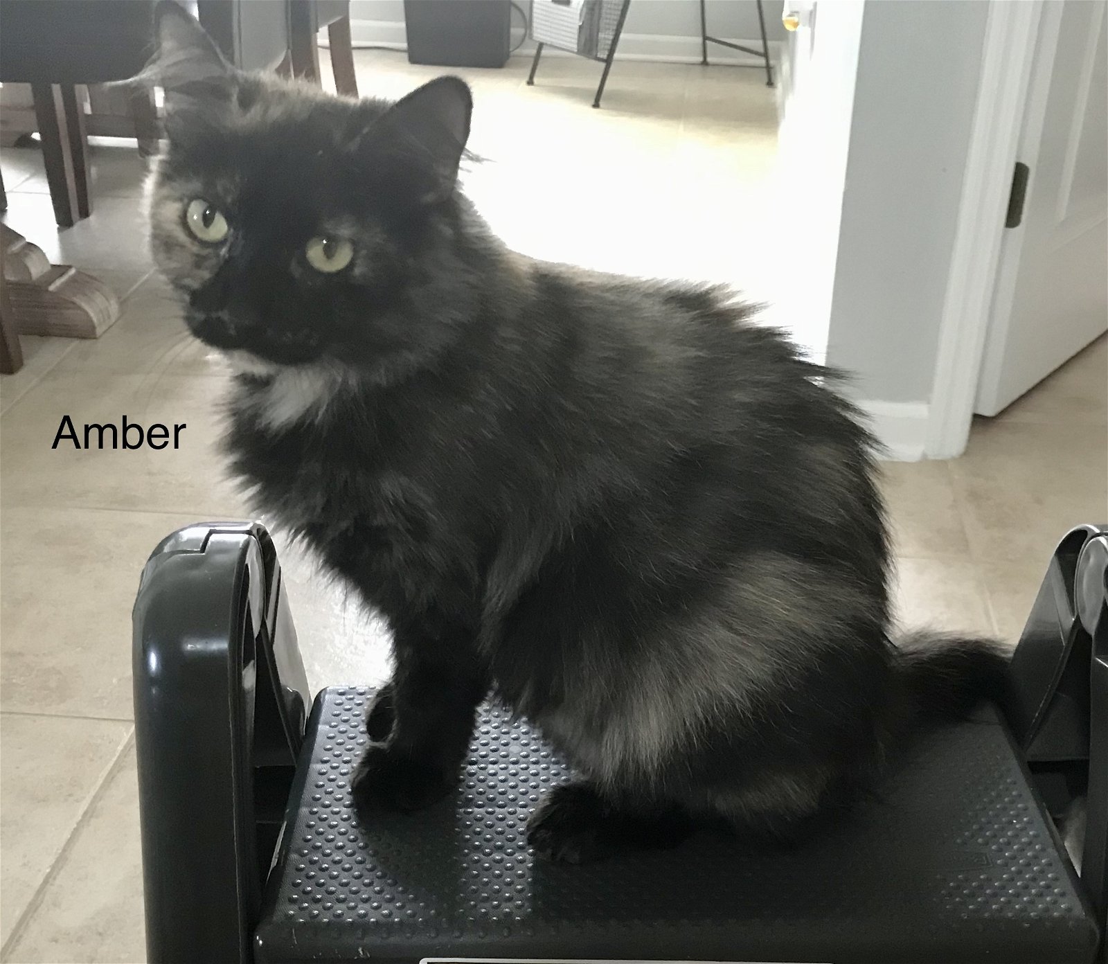 adoptable Cat in Saint Augustine, FL named Amber