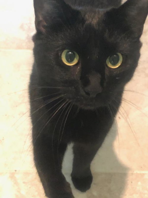 DONDER - Domestic Short Hair available for adoption