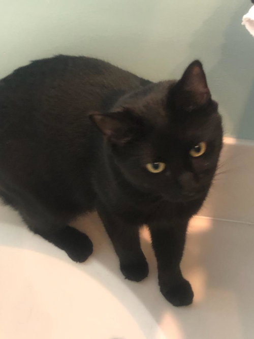 DONDER - Domestic Short Hair available for adoption