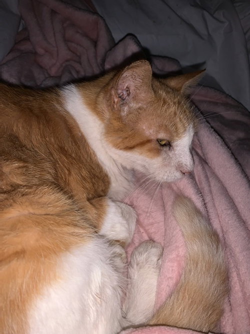 GEORGE C - Domestic Short Hair available for adoption