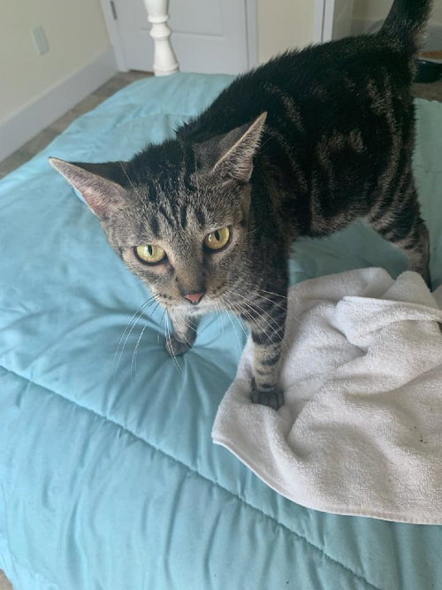 MAMA-MOLLY GIRL - Domestic Short Hair available for adoption