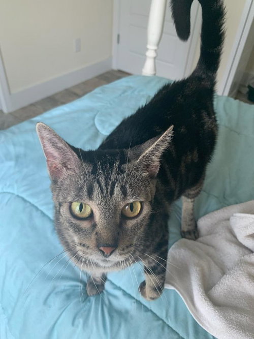 MAMA-MOLLY GIRL - Domestic Short Hair available for adoption