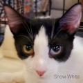 SNOW WHITE - Domestic Short Hair available for adoption