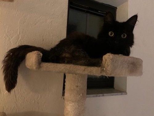 TWISTER - Domestic Long Hair available for adoption