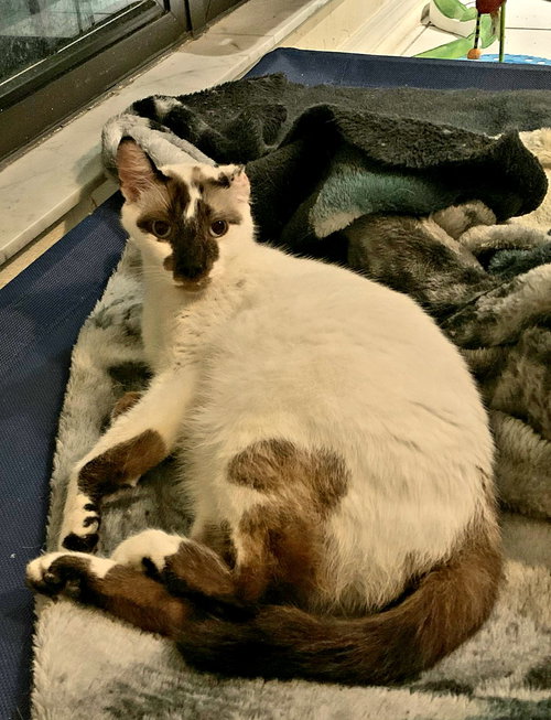 CORTEZ - Siamese available for adoption