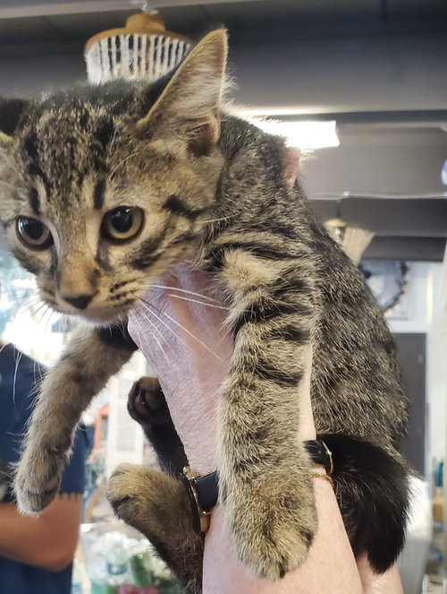 SODA POP - Domestic Short Hair available for adoption
