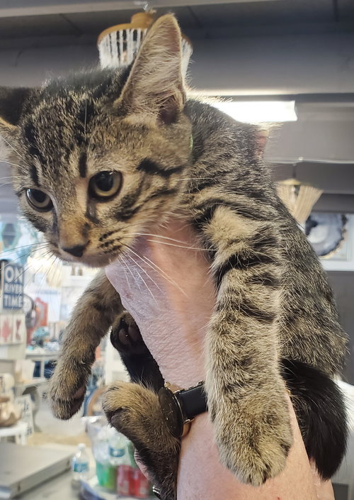SODA POP - Domestic Short Hair available for adoption