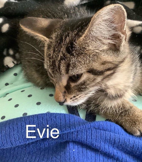 EVIE - Domestic Short Hair available for adoption