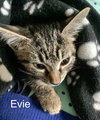 Evie - Photo 3