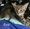 Evie - Photo 4
