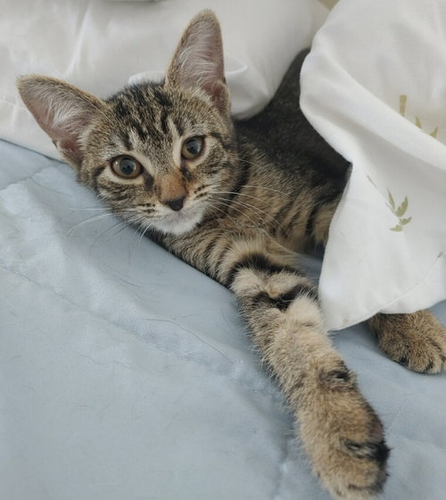 EVIE - Domestic Short Hair available for adoption