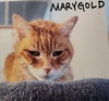 Marigold - Photo 4