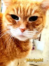 Marigold - Photo 3
