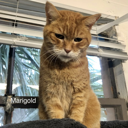 MARIGOLD - Domestic Short Hair available for adoption