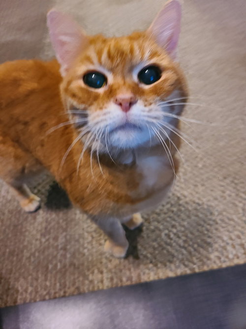 MARIGOLD - Domestic Short Hair available for adoption