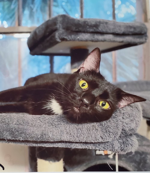 SPECK - Tuxedo / Domestic Short Hair available for adoption