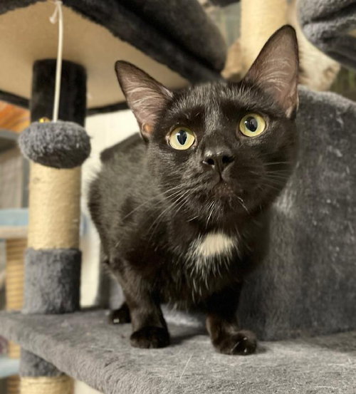 SPECK - Tuxedo / Domestic Short Hair available for adoption