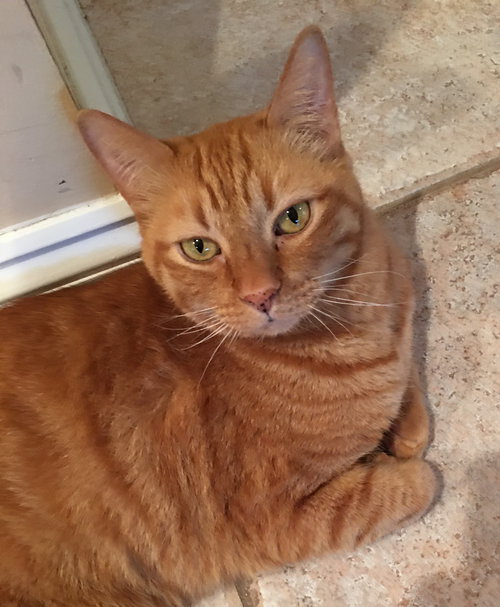 ZAK - Domestic Short Hair available for adoption