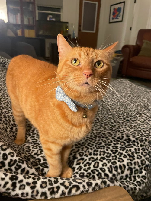 ZAK - Domestic Short Hair available for adoption