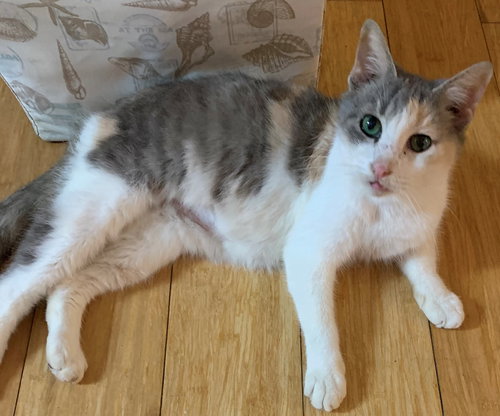 OPAL - Domestic Short Hair / Dilute Calico available for adoption