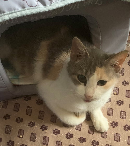OPAL - Domestic Short Hair / Dilute Calico available for adoption