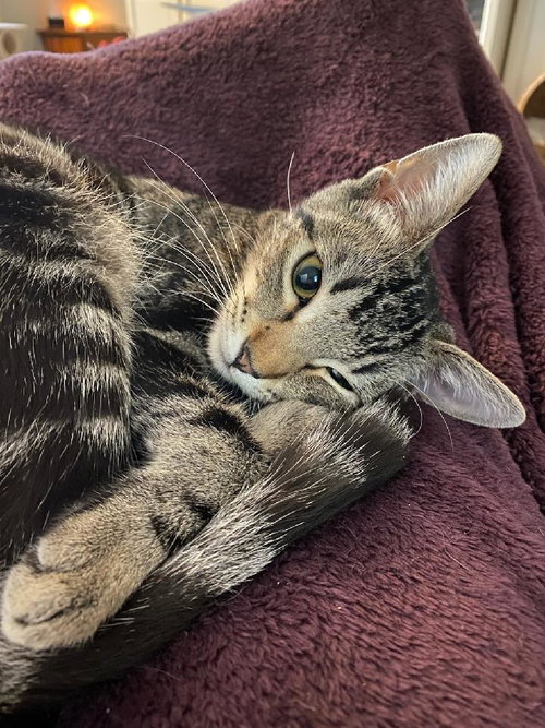 SASSY EVELYN - Bengal available for adoption