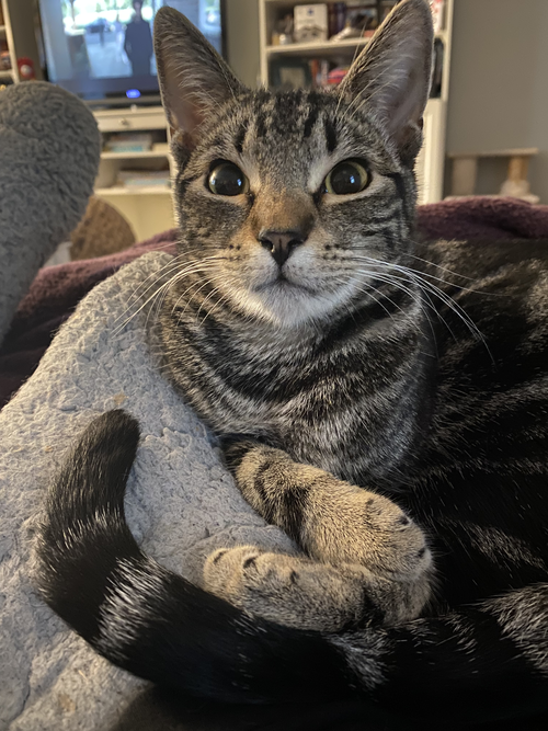 SASSY EVELYN - Bengal available for adoption