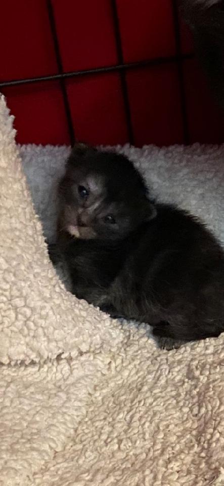 IZZY - Domestic Short Hair available for adoption