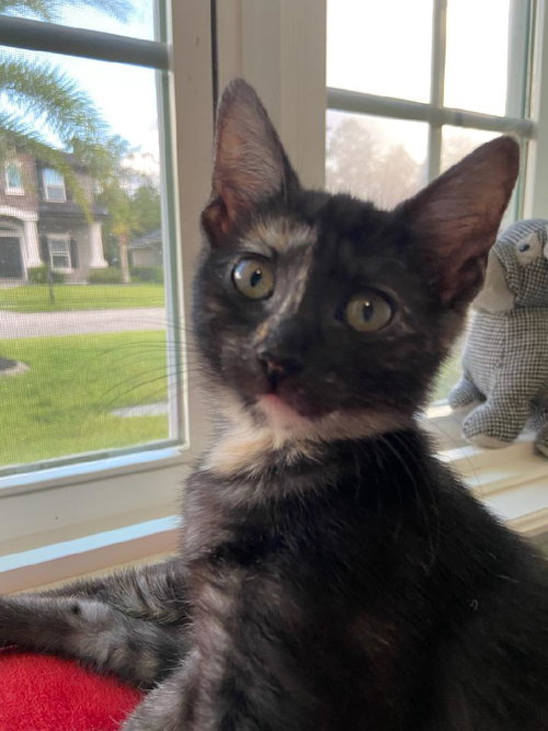 IZZY - Domestic Short Hair available for adoption