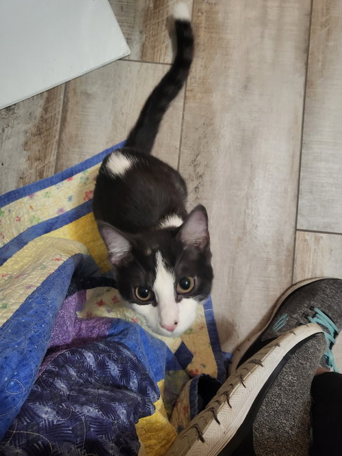 DUSTY - Domestic Short Hair available for adoption