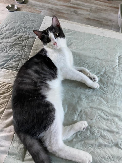 DUSTY - Domestic Short Hair available for adoption