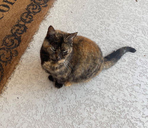 HARLEY GIRL - Tortoiseshell / Domestic Short Hair available for adoption