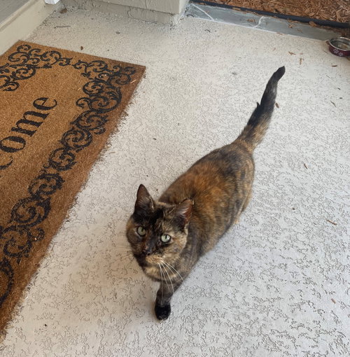 HARLEY GIRL - Tortoiseshell / Domestic Short Hair available for adoption