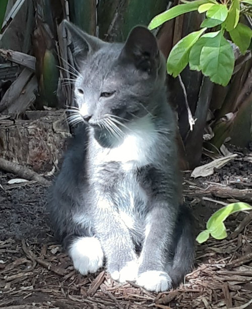 SMOKE - Domestic Short Hair available for adoption