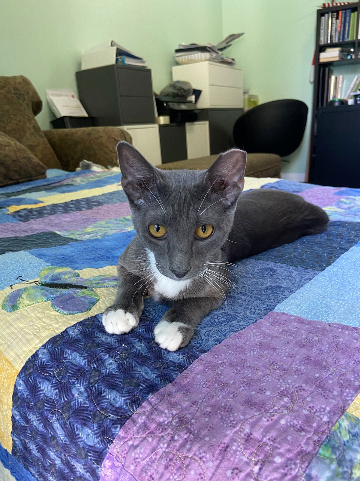 adoptable Cat in Saint Augustine, FL named Smoke