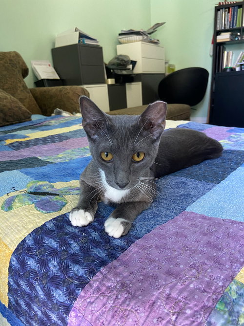 SMOKE - Domestic Short Hair available for adoption