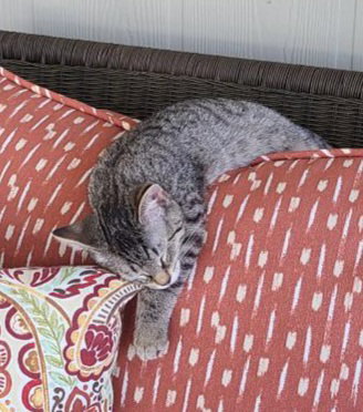 SNAP - Domestic Short Hair available for adoption