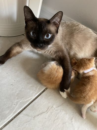 MOMMY - Siamese / Domestic Short Hair available for adoption