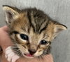 Lovey - Photo 2