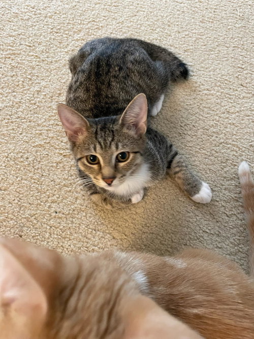 LOVEY - Domestic Short Hair available for adoption