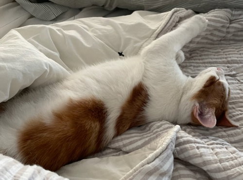 STEVIE - Domestic Short Hair available for adoption