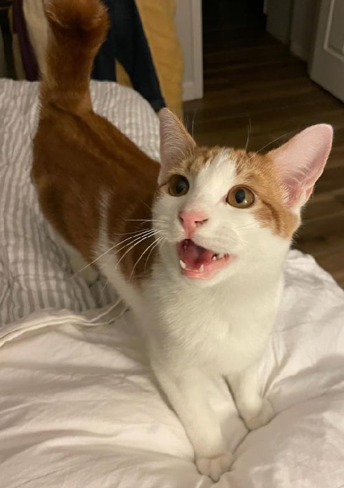 STEVIE - Domestic Short Hair available for adoption