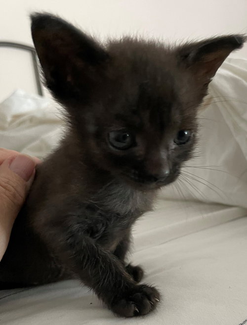 BLUE - Domestic Short Hair available for adoption