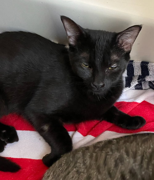BLUE - Domestic Short Hair available for adoption