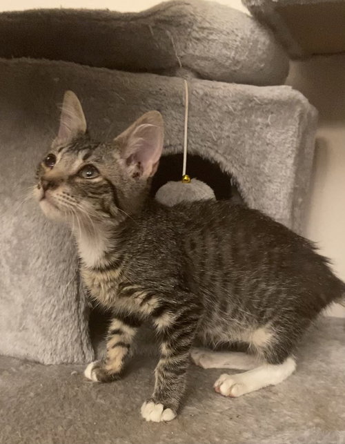 REMY - Tabby / Domestic Short Hair available for adoption