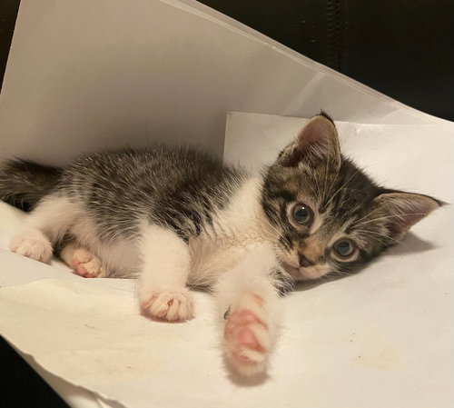 MIRABEL - Tabby / Domestic Short Hair available for adoption