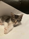 Mirabel - Photo 2