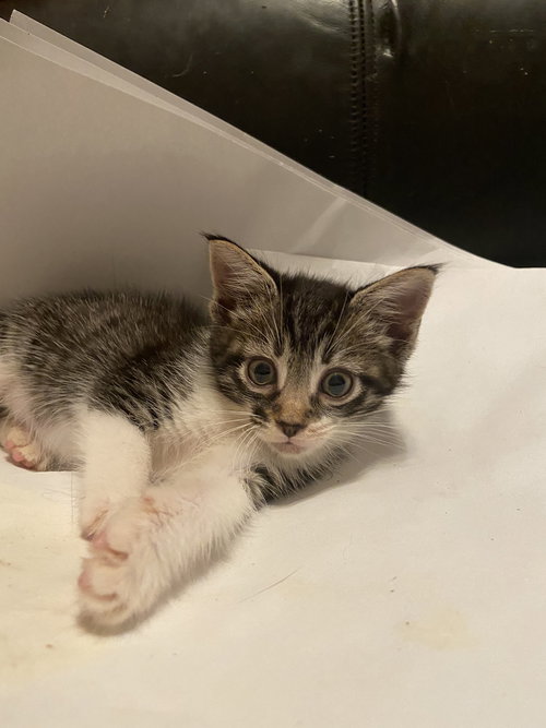 MIRABEL - Tabby / Domestic Short Hair available for adoption