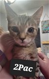 adoptable Cat in saint augustine, FL named 2Pac