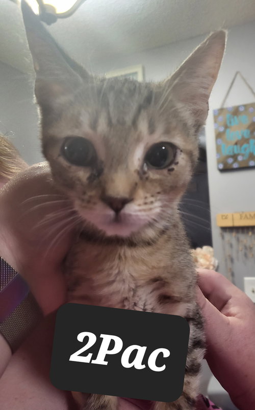 2PAC - Domestic Short Hair / Tabby available for adoption